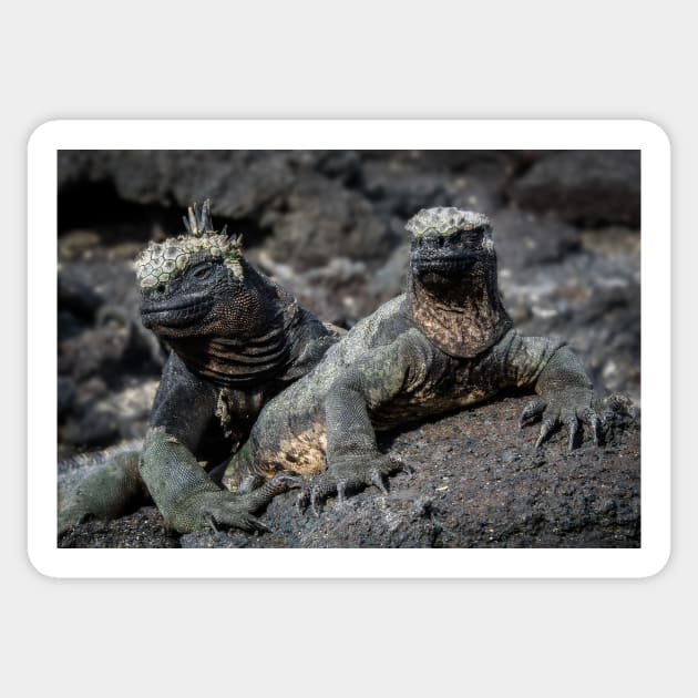 Marine Iguana, Isla Fernandina, Galapagos Islands Sticker by iansmissenphoto